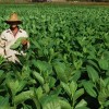 Cueilleur de tabac, Cuba